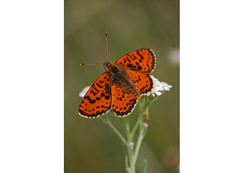 Roter Scheckenfalter (Melitaea didyma) - © Emanuel Trummer